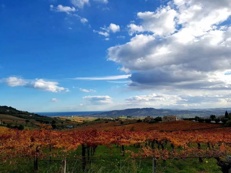 Agriturismo Fattoria Riomoro