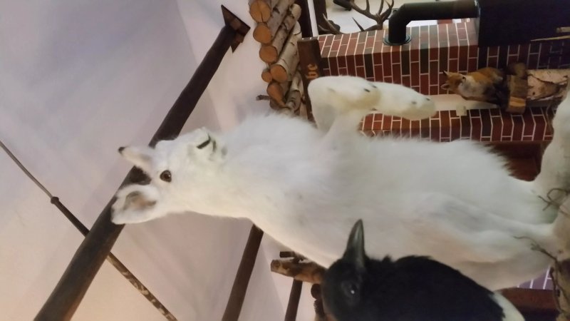 Wildschweinbackerei