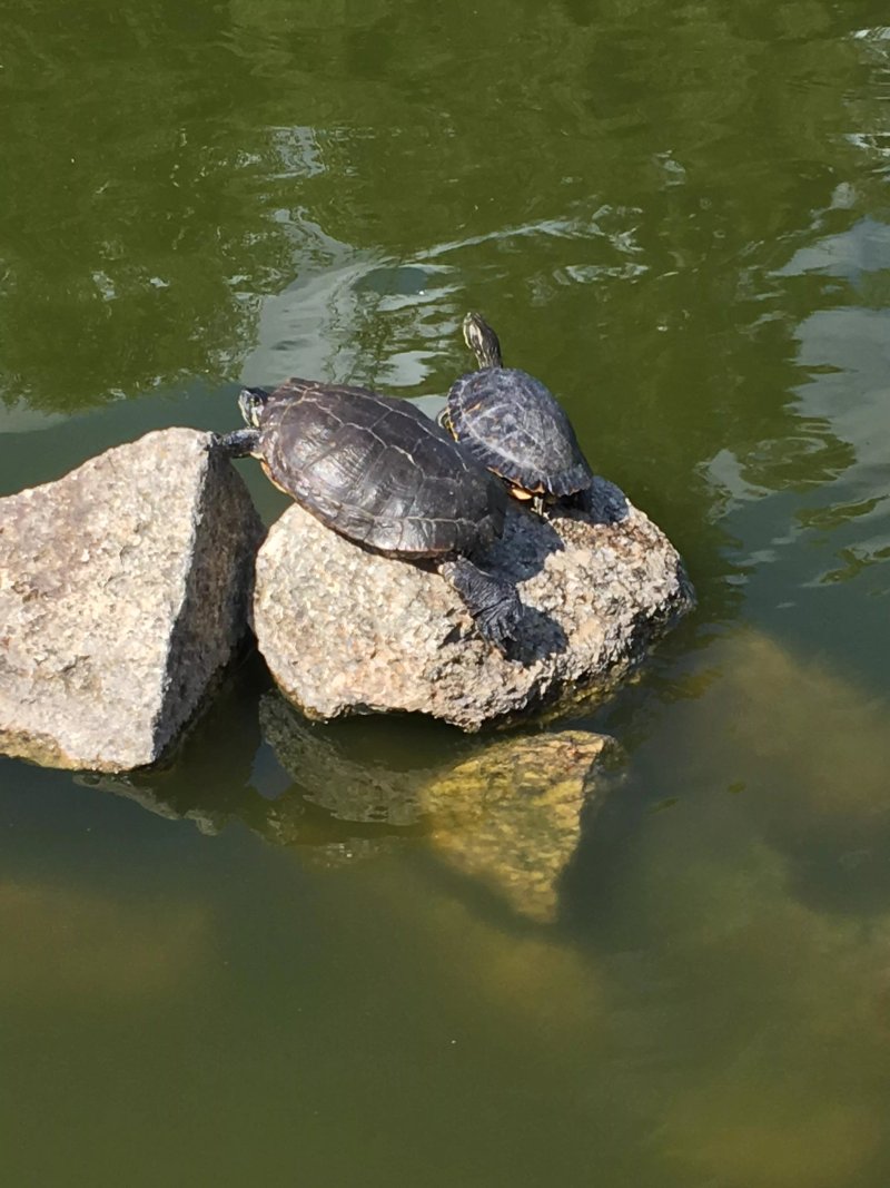 O Lago