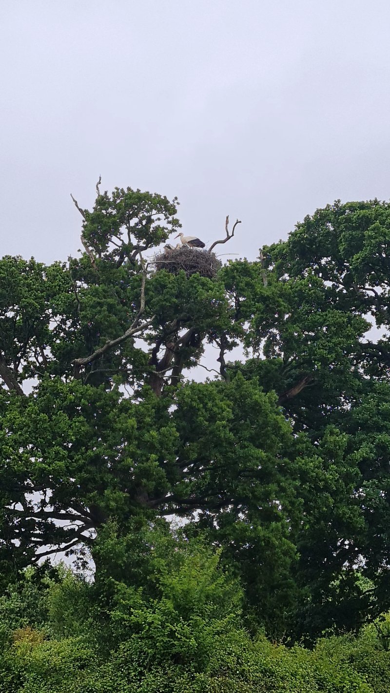Knepp Wildland Campsite