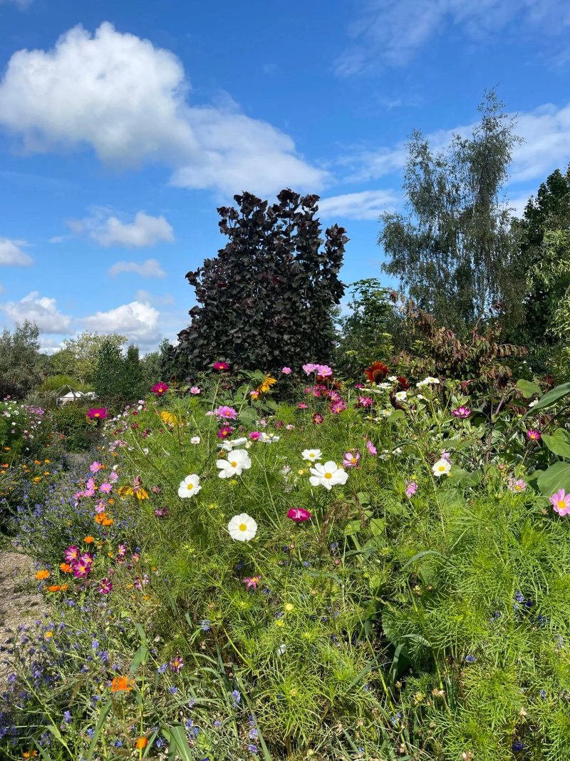 New Forest Lavender Tearooms