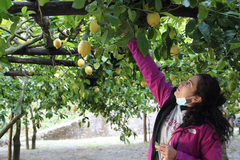 Amalfi Lemon