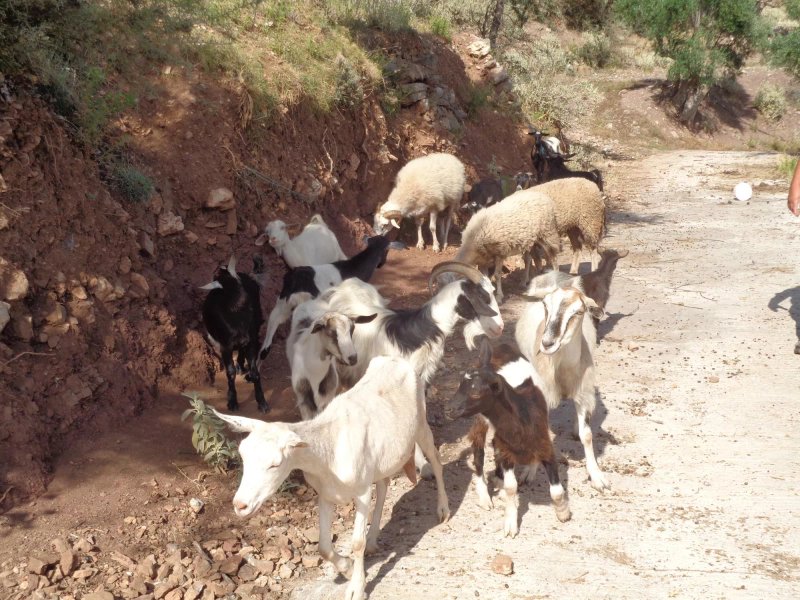 Menina Farm