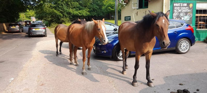The New Forest Inn