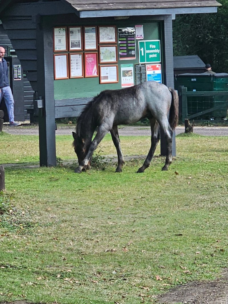Ashurst Campsite