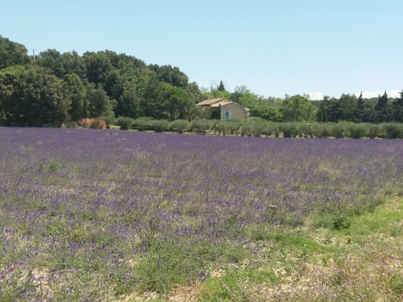 La Romagnolette