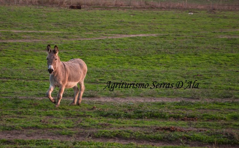 Agriturismo Serras d'Ala