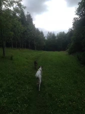 Cambusnethan Woodlands