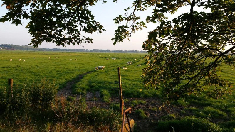 De Witte Raaf