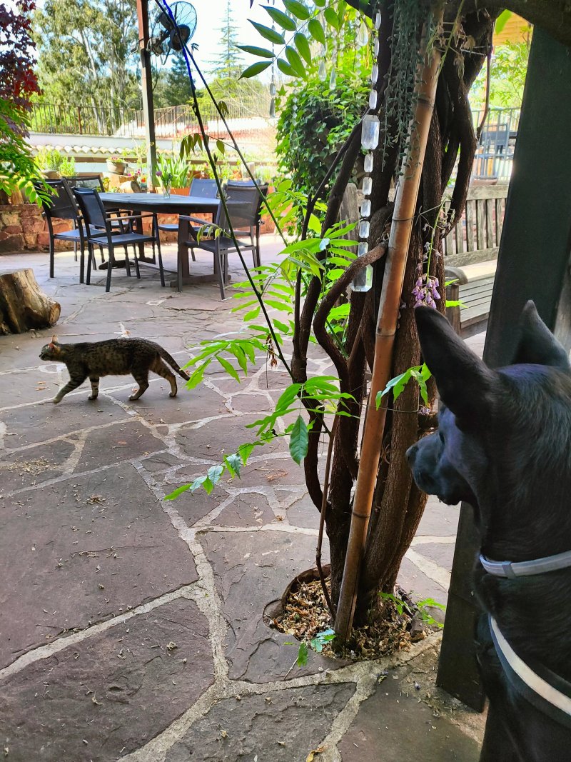 Hostal La Guineu