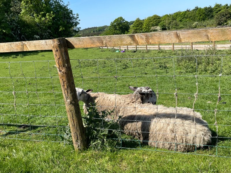 Low Gingerfield Farm B&B