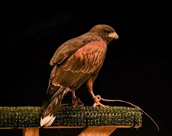 Cornish Birds of Prey CIC