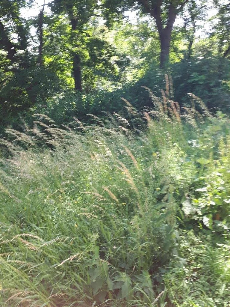 Schroders Park