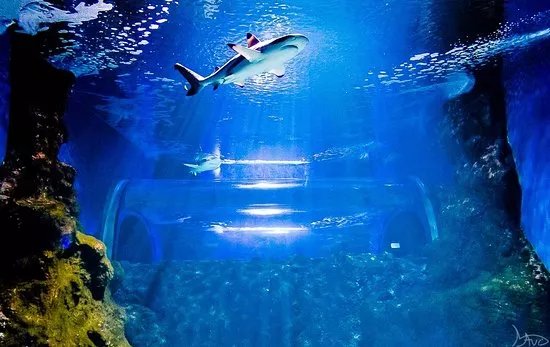 Lanzarote Aquarium