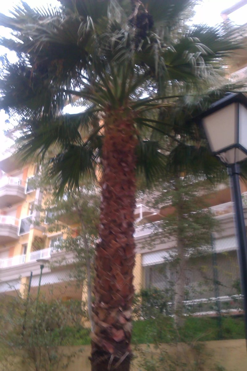 La Cala Hills