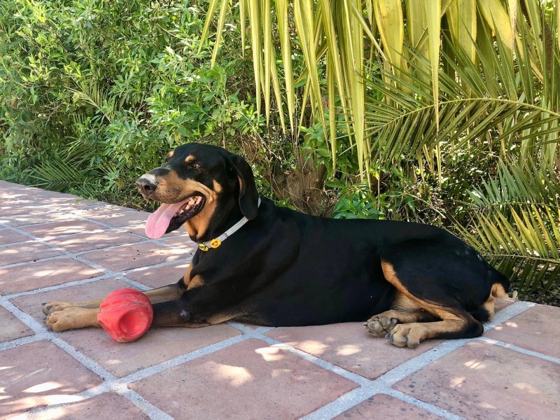 Finca Pereila - Vegan B&B