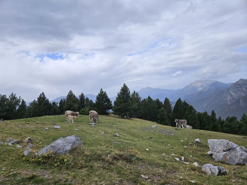 Parc Natural Del Cadí-moixeró
