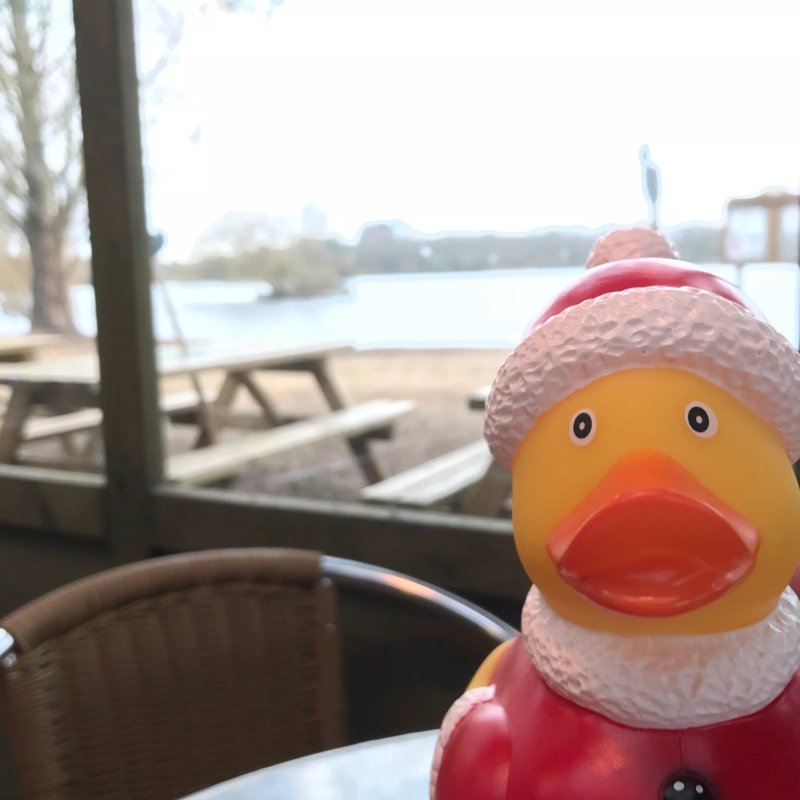 The Plump Duck