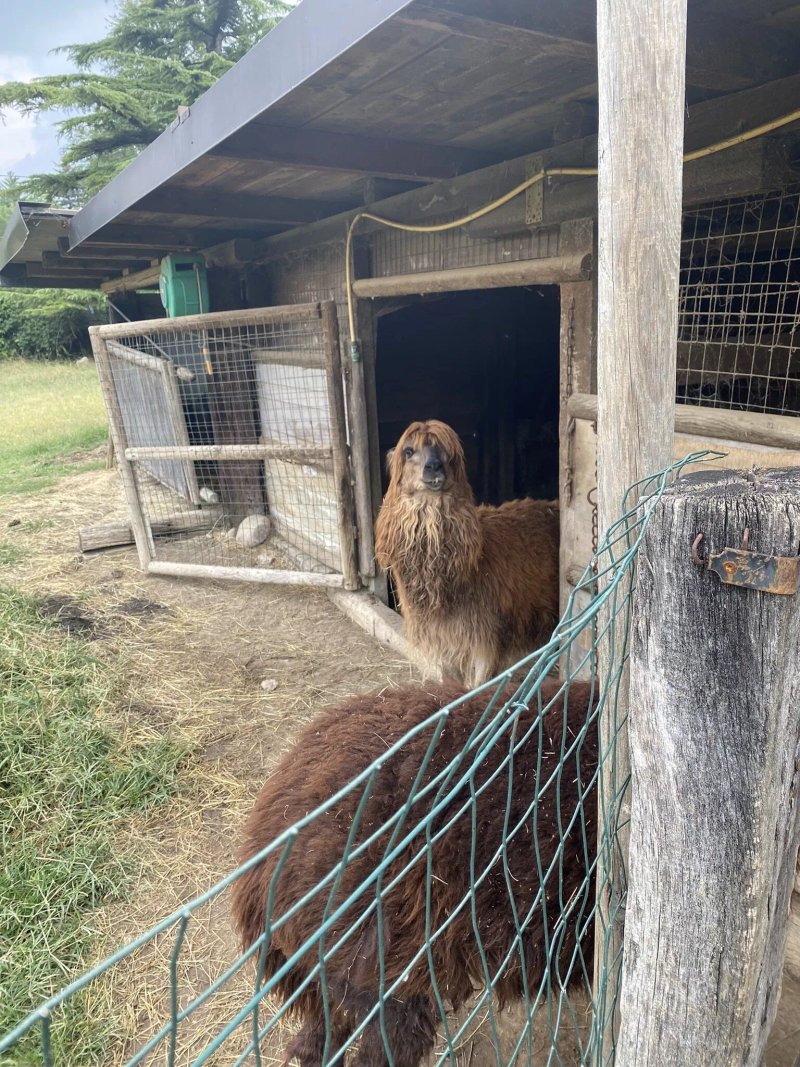 La Riva degli Alpaca