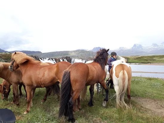 Fell Horse Rental