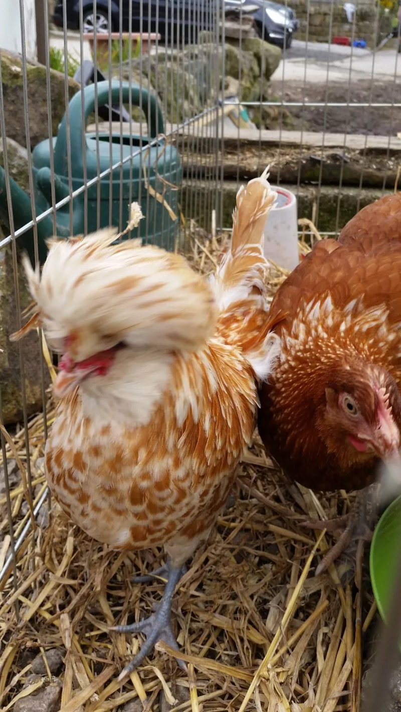 Diggle House Farm