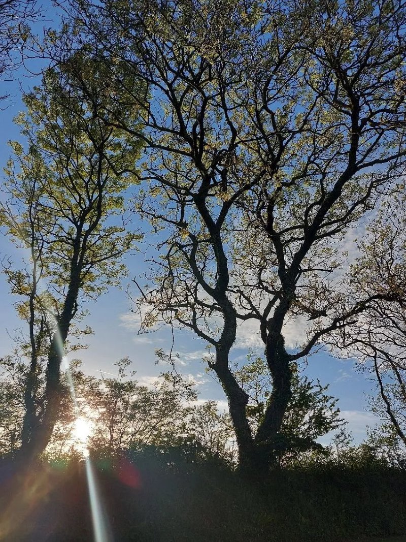 Tregarton Park