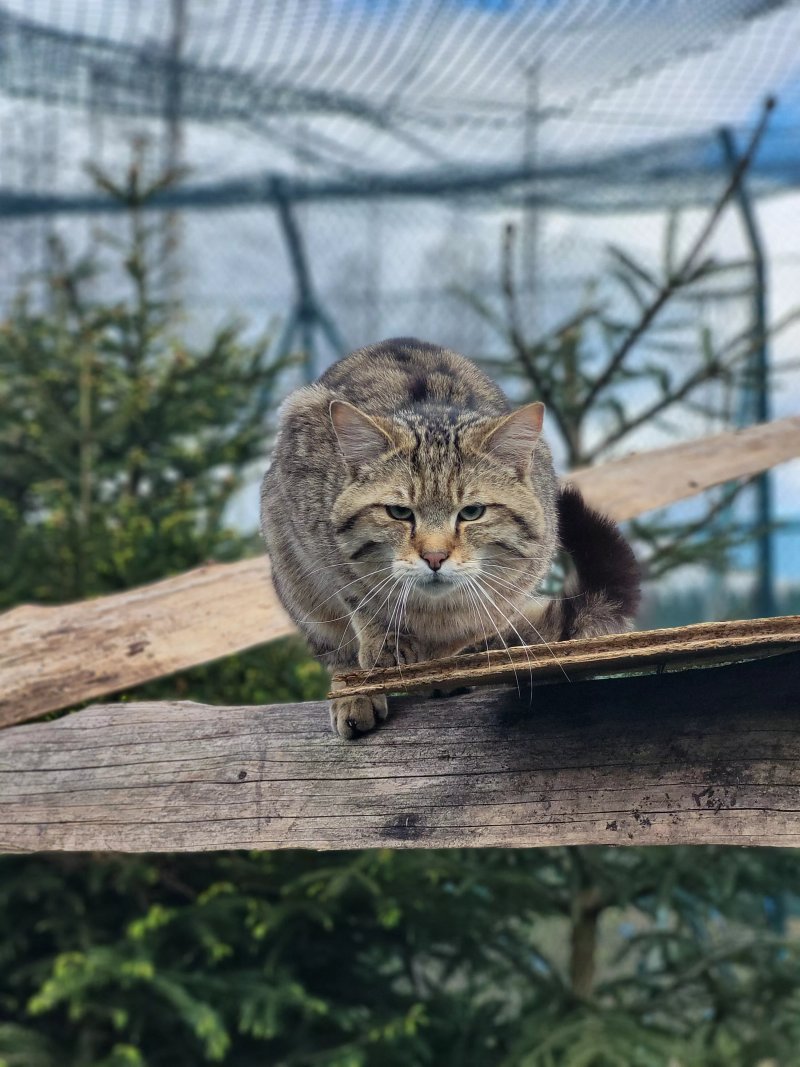 Nabu Wildkatzen-erlebniszentrum