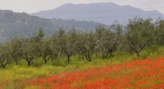 Johnny Madge Olive Oil Tour