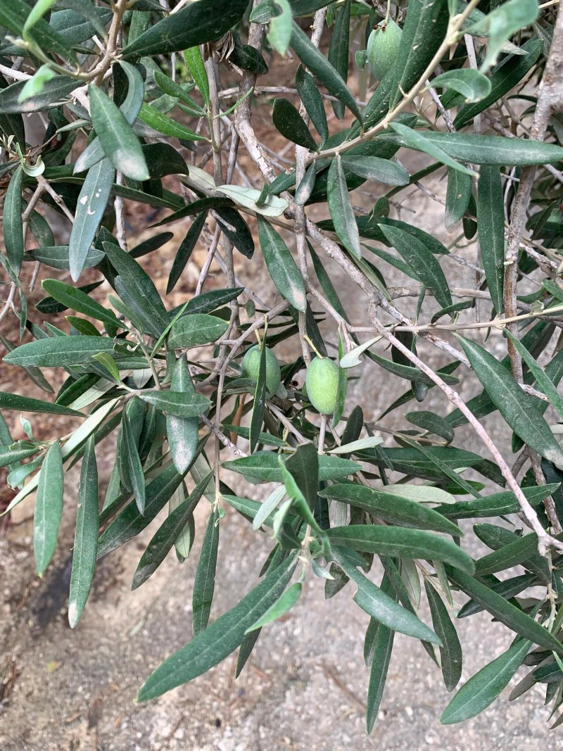 Ta' Mena Gozo