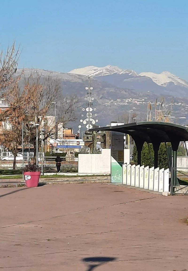 Albero Della Pace