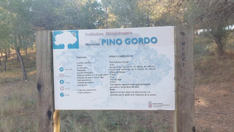 Pino Gordo