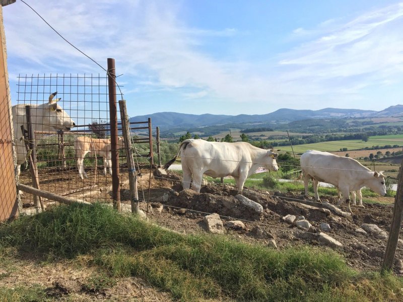 Agriturismo Il Canterino