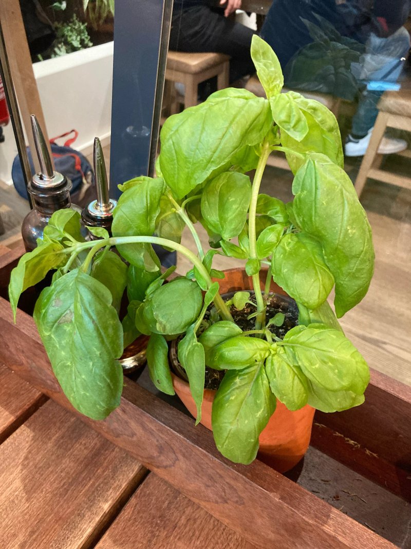 Vapiano Velizy