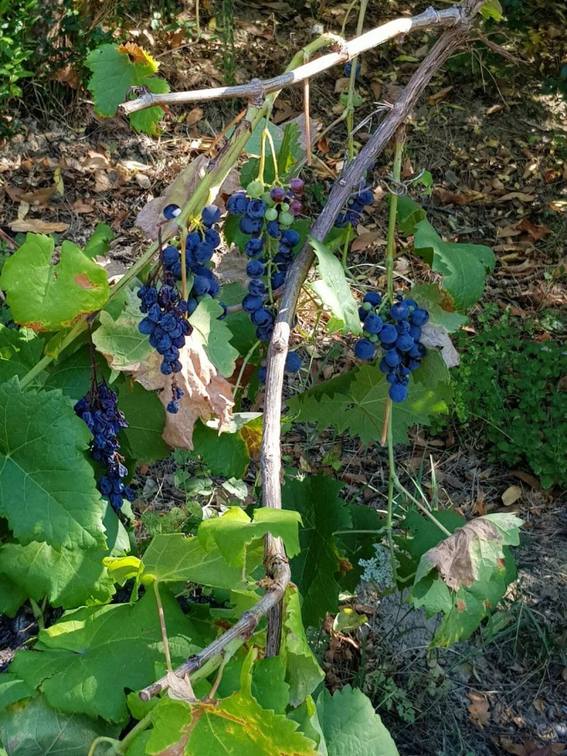 Agriturismo La Turritella