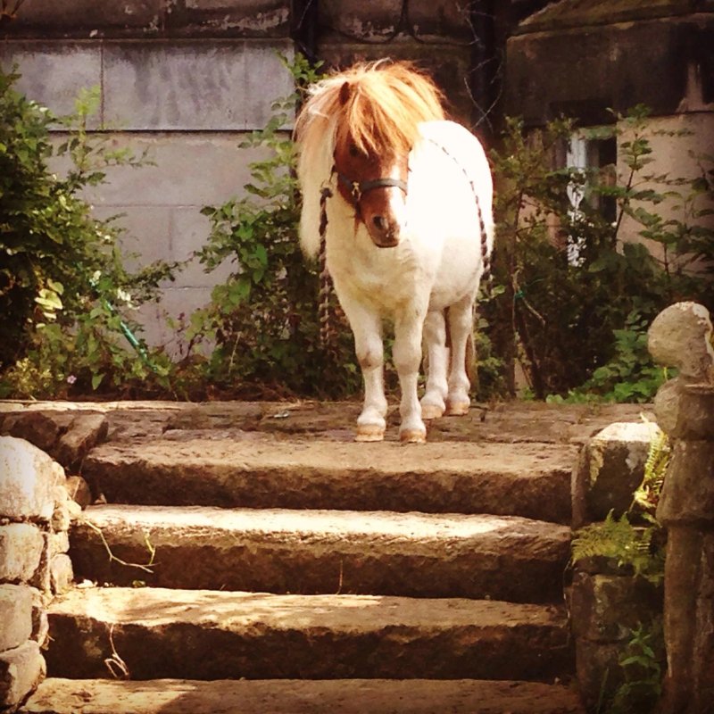 Bluebell Vintage B&B