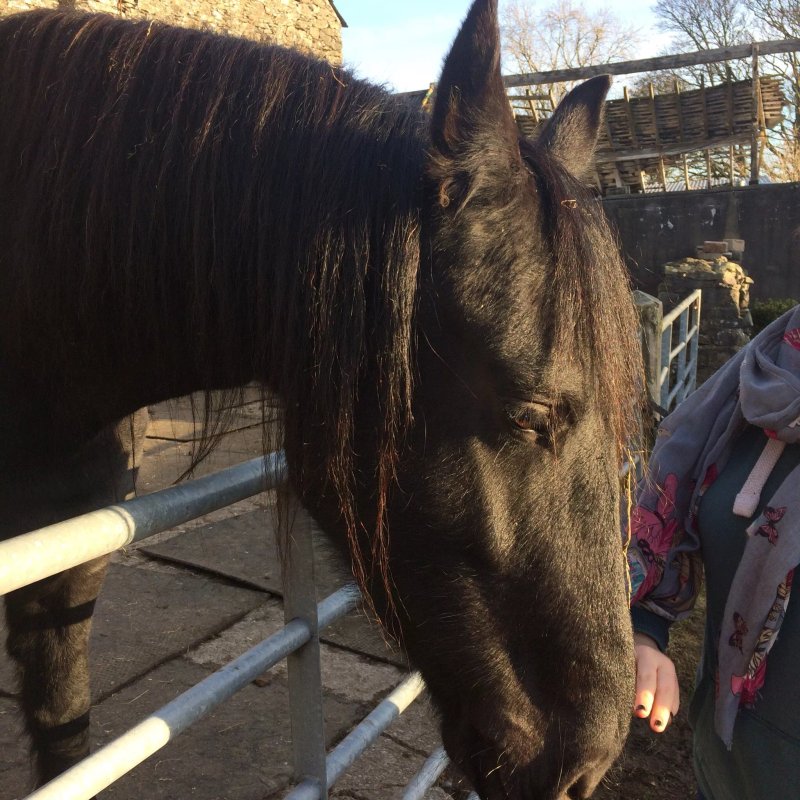 Greenbank Farm Holidays