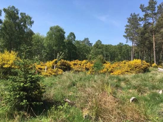 Cambus O'May Forest