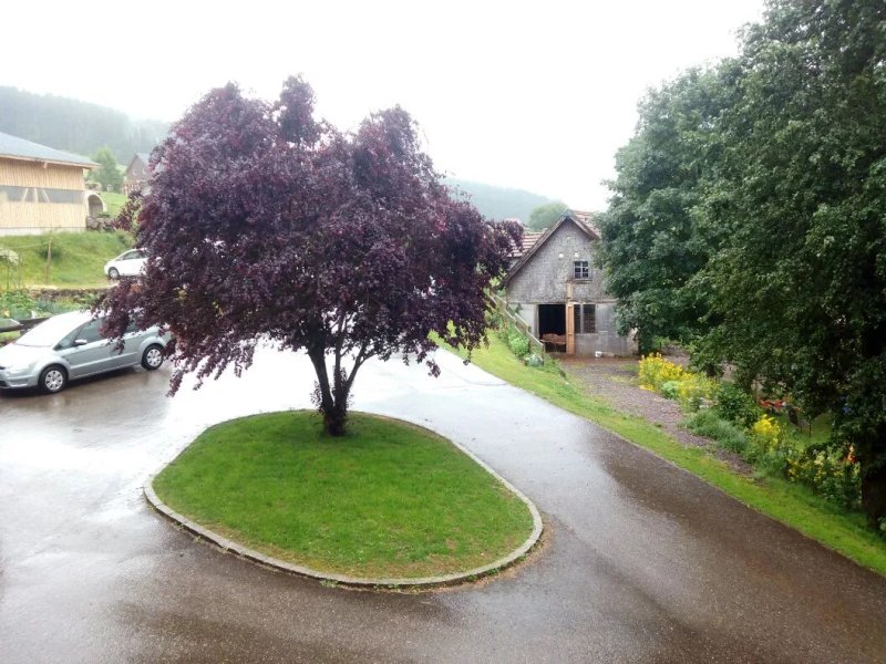 Binsenhof