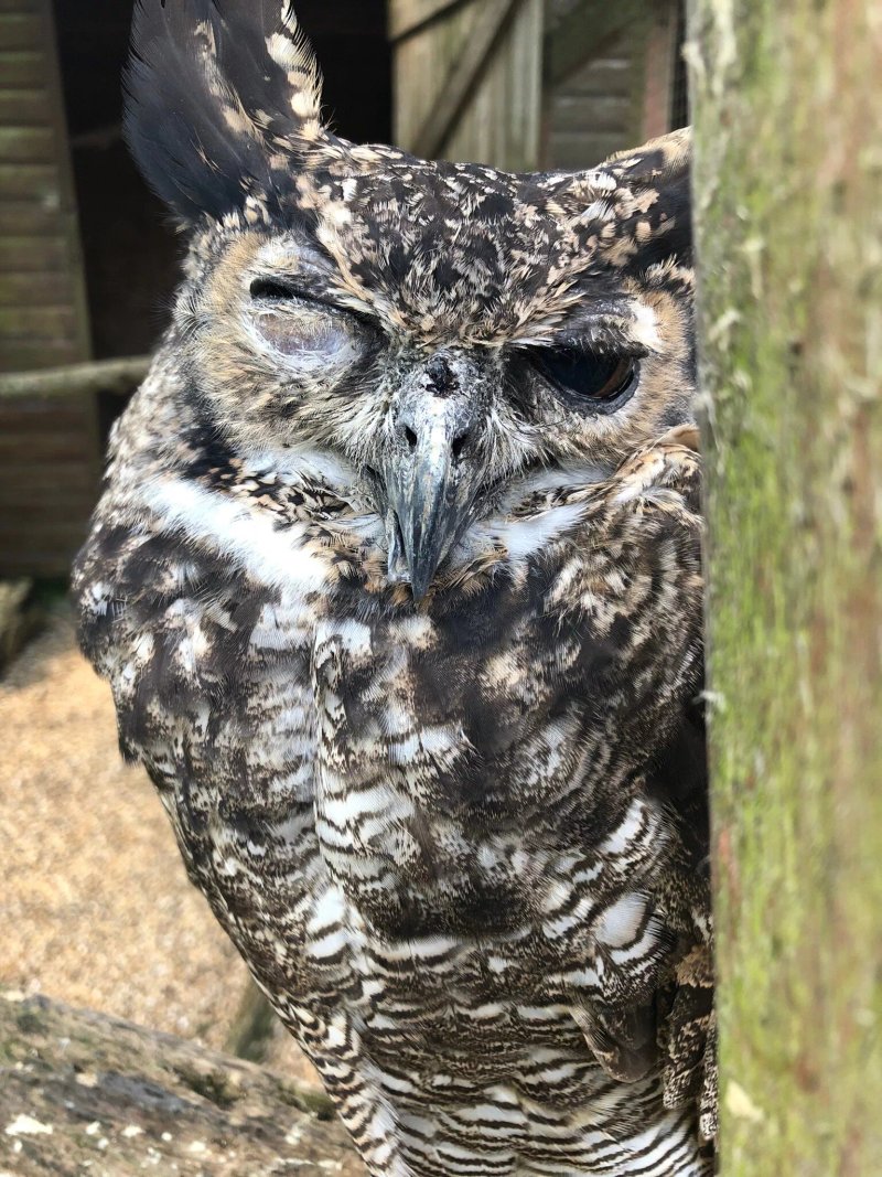 Falcons Nest at The Raptor Foundation