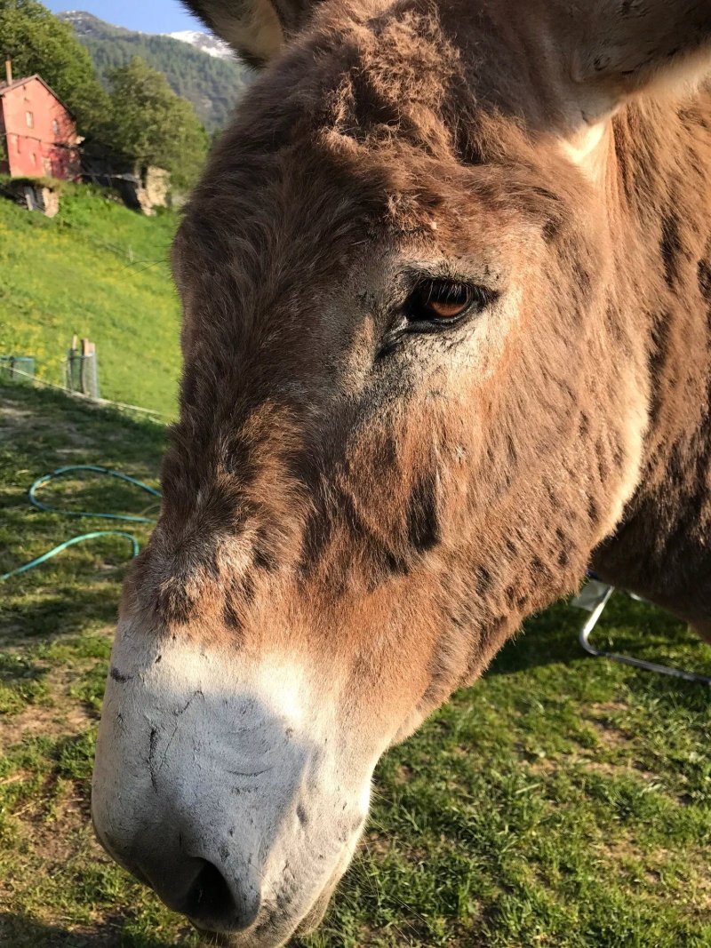 Agriturismo Il Sorbo