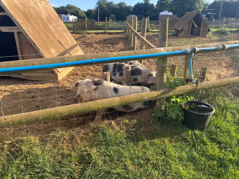 The Pig Place