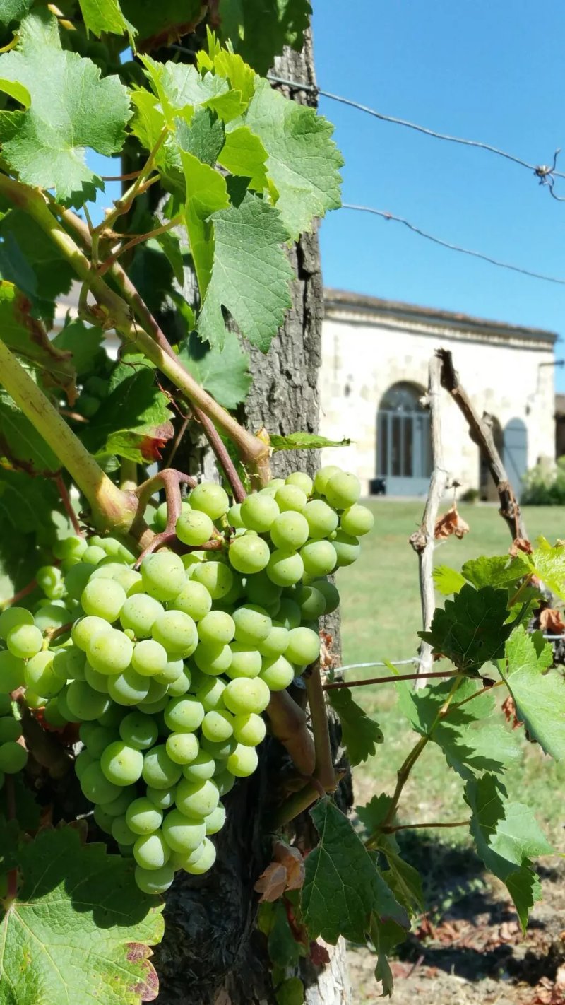 Chateau Nardou