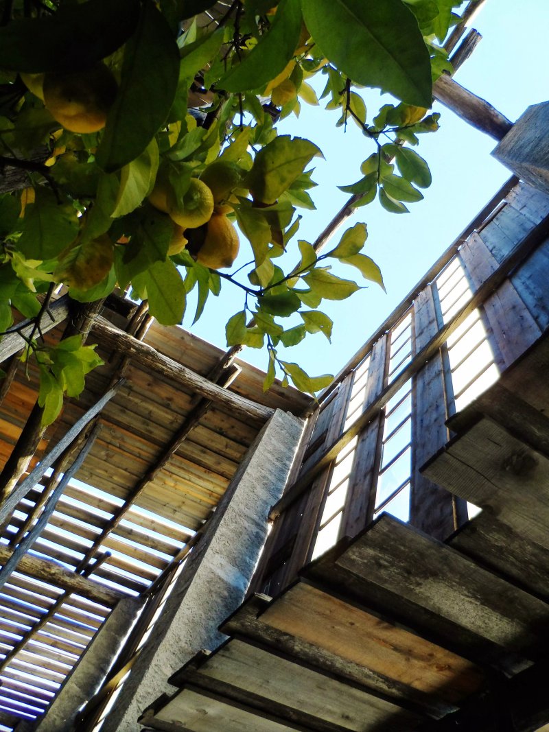 Limonaia La Malora