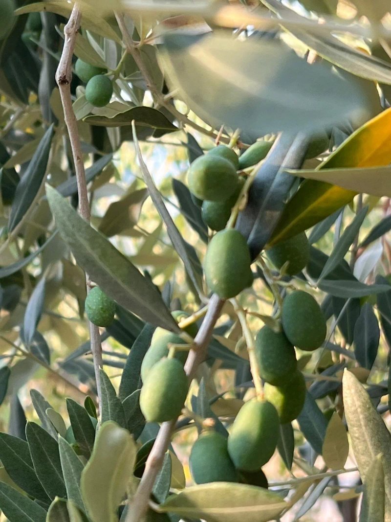 Il Platano Residenza Rurale