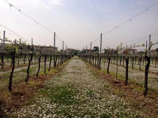Azienda Agricola Ugo Vezzoli