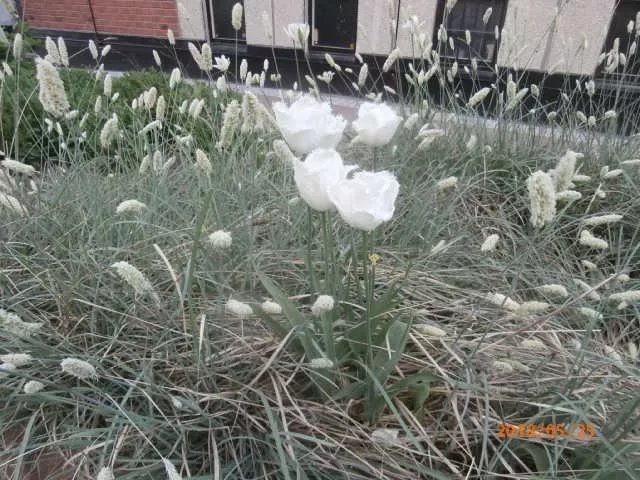 Biz Apartment GArdet