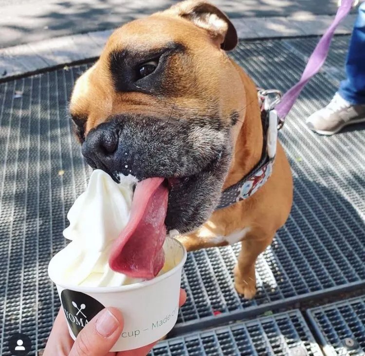 Yomaro Frozen Yogurt