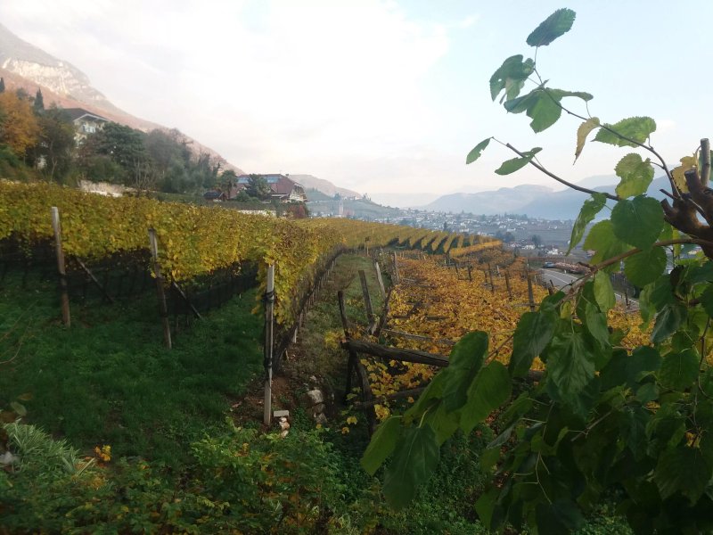 Garni Runggner Traubenhof