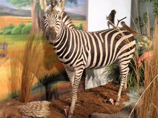 Museum d'Histoire Naturelle de Tours