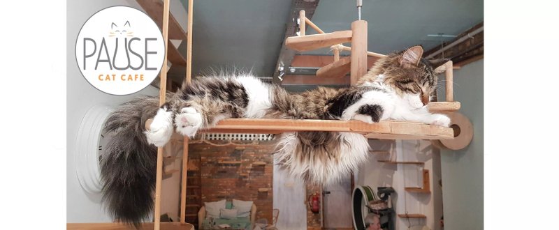 Pause Cat Cafe